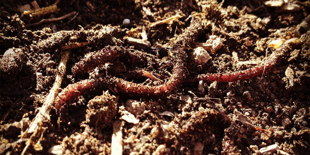 How to Use Worms for Composting and Gardening - Rocky Mountain Organic ...